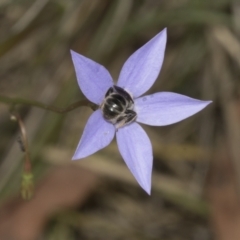 Lasioglossum (Chilalictus) lanarium at Bruce Ridge to Gossan Hill - 30 Oct 2023