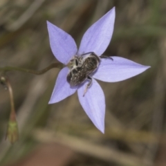 Lasioglossum (Chilalictus) lanarium at Bruce Ridge to Gossan Hill - 30 Oct 2023 01:38 PM