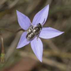 Lasioglossum (Chilalictus) lanarium at Bruce Ridge to Gossan Hill - 30 Oct 2023 01:38 PM