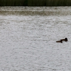 Oxyura australis (Blue-billed Duck) at Nimmitabel, NSW - 9 Nov 2023 by KMcCue