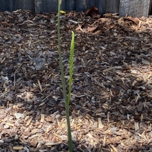 Microtis parviflora at QPRC LGA - suppressed