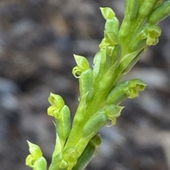 Microtis parviflora at QPRC LGA - suppressed