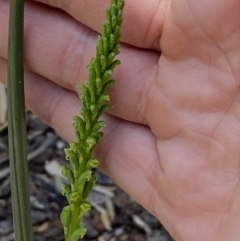 Microtis parviflora at QPRC LGA - suppressed