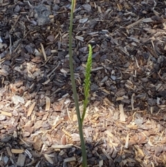 Microtis parviflora at QPRC LGA - suppressed