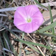 Convolvulus angustissimus subsp. angustissimus (Australian Bindweed) at Molonglo Valley, ACT - 11 Nov 2023 by SteveBorkowskis