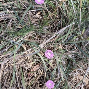 Convolvulus angustissimus subsp. angustissimus at Molonglo Valley, ACT - 11 Nov 2023