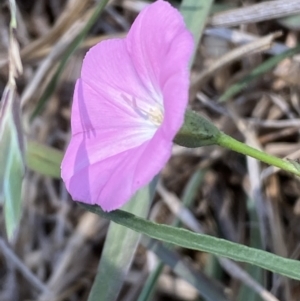 Convolvulus angustissimus subsp. angustissimus at Molonglo Valley, ACT - 11 Nov 2023 01:19 PM