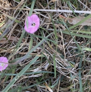 Convolvulus angustissimus subsp. angustissimus at Molonglo Valley, ACT - 11 Nov 2023