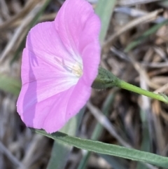 Convolvulus angustissimus subsp. angustissimus at Molonglo Valley, ACT - 11 Nov 2023 01:19 PM