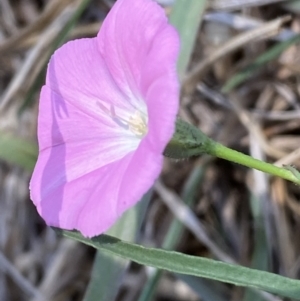 Convolvulus angustissimus subsp. angustissimus at Molonglo Valley, ACT - 11 Nov 2023 01:19 PM