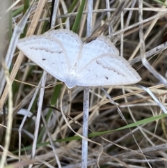 Taxeotis endela (Looper or geometer moth) at Molonglo Valley, ACT - 11 Nov 2023 by SteveBorkowskis