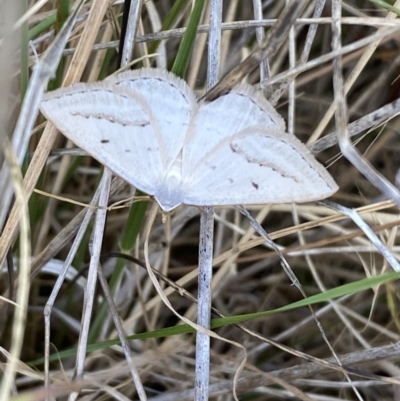 Taxeotis endela (Looper or geometer moth) at Molonglo Valley, ACT - 11 Nov 2023 by SteveBorkowskis