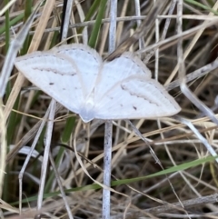 Taxeotis endela at Molonglo Valley, ACT - 11 Nov 2023