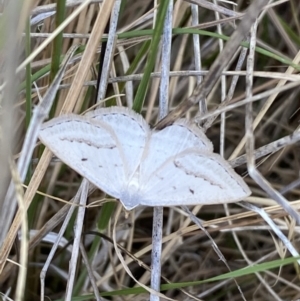 Taxeotis endela at Molonglo Valley, ACT - 11 Nov 2023