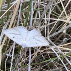 Taxeotis endela at Molonglo Valley, ACT - 11 Nov 2023