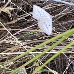 Taxeotis endela at Molonglo Valley, ACT - 11 Nov 2023