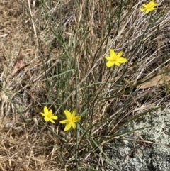 Tricoryne elatior (Yellow Rush Lily) at Molonglo Valley, ACT - 11 Nov 2023 by SteveBorkowskis