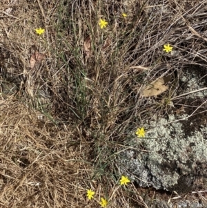 Tricoryne elatior at Molonglo Valley, ACT - 11 Nov 2023