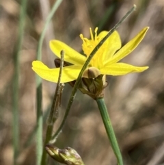 Tricoryne elatior at Molonglo Valley, ACT - 11 Nov 2023