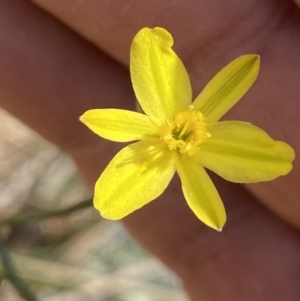 Tricoryne elatior at Molonglo Valley, ACT - 11 Nov 2023