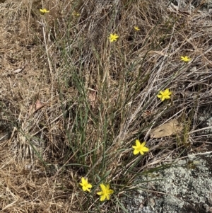 Tricoryne elatior at Molonglo Valley, ACT - 11 Nov 2023