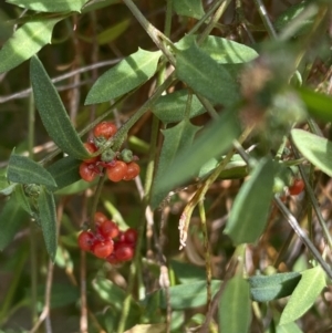 Einadia nutans at Molonglo Valley, ACT - 11 Nov 2023 03:17 PM