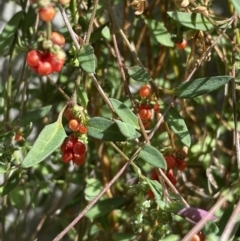 Einadia nutans at Molonglo Valley, ACT - 11 Nov 2023 03:17 PM