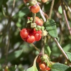 Einadia nutans at Molonglo Valley, ACT - 11 Nov 2023 03:17 PM