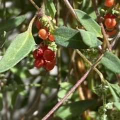 Einadia nutans at Molonglo Valley, ACT - 11 Nov 2023 03:17 PM