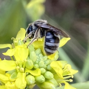 Lasioglossum (Chilalictus) sp. (genus & subgenus) at Molonglo Valley, ACT - 11 Nov 2023