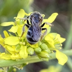 Lasioglossum (Chilalictus) sp. (genus & subgenus) at Molonglo Valley, ACT - 11 Nov 2023