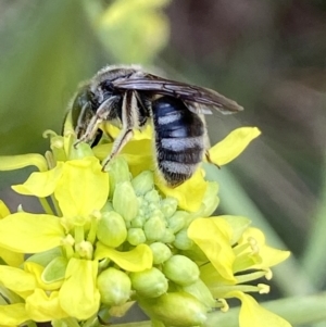 Lasioglossum (Chilalictus) sp. (genus & subgenus) at Molonglo Valley, ACT - 11 Nov 2023