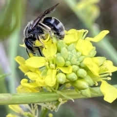 Lasioglossum (Chilalictus) sp. (genus & subgenus) at Molonglo Valley, ACT - 11 Nov 2023