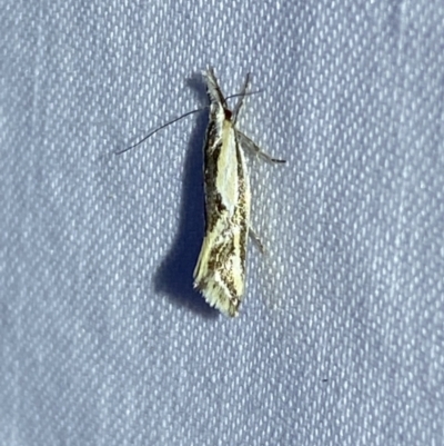 Thema macroscia (A concealer moth) at Jerrabomberra, NSW - 10 Nov 2023 by SteveBorkowskis