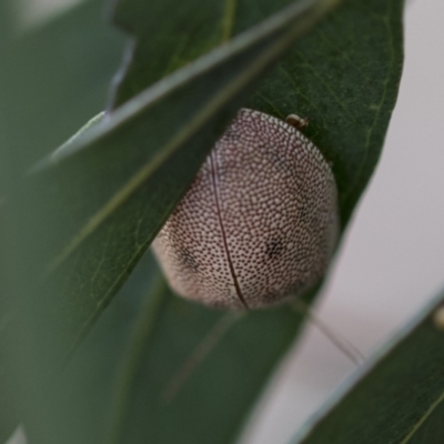 Paropsis atomaria (Eucalyptus leaf beetle) at Hawker, ACT - 5 Nov 2023 by AlisonMilton