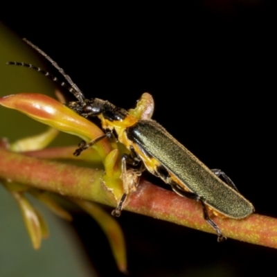 Chauliognathus lugubris (Plague Soldier Beetle) at Hawker, ACT - 5 Nov 2023 by AlisonMilton