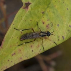 Therevidae (family) (Unidentified stiletto fly) at Hawker, ACT - 5 Nov 2023 by AlisonMilton