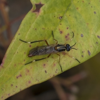 Therevidae (family) (Unidentified stiletto fly) at Hawker, ACT - 5 Nov 2023 by AlisonMilton