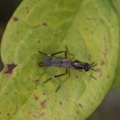 Therevidae (family) at Hawker, ACT - 5 Nov 2023