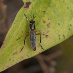 Therevidae (family) at Hawker, ACT - 5 Nov 2023