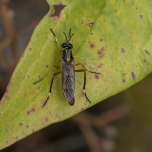 Therevidae (family) at Hawker, ACT - 5 Nov 2023