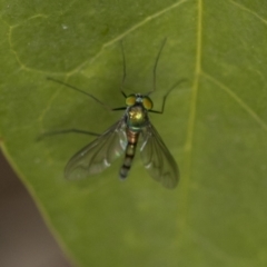 Austrosciapus sp. (genus) (Long-legged fly) at Hawker, ACT - 5 Nov 2023 by AlisonMilton