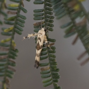 Stathmopoda melanochra at Hawker, ACT - 5 Nov 2023