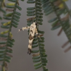 Stathmopoda melanochra (An Oecophorid moth (Eriococcus caterpillar)) at Hawker, ACT - 5 Nov 2023 by AlisonMilton