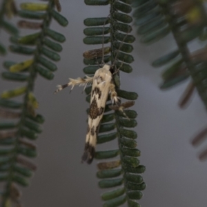 Stathmopoda melanochra at Hawker, ACT - 5 Nov 2023