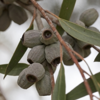 Eucalyptus olsenii (Woila Gum) at Hawker, ACT - 5 Nov 2023 by AlisonMilton