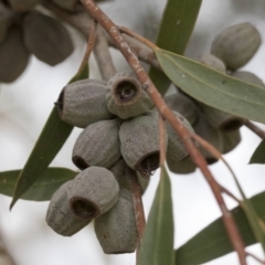 Eucalyptus olsenii (Woila Gum) at Hawker, ACT - 5 Nov 2023 by AlisonMilton