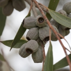 Eucalyptus olsenii at suppressed - 5 Nov 2023