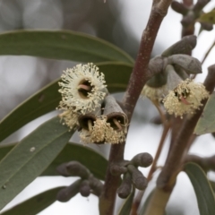 Eucalyptus olsenii at suppressed - suppressed