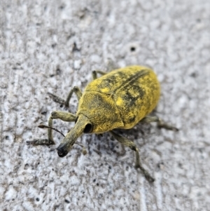 Larinus latus at Denman Prospect, ACT - 11 Nov 2023